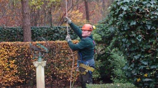 Bomen rooien Lewedorp